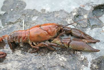 El Gobierno permite capturar cangrejos alóctonos en el tramo bajo del río Urederra