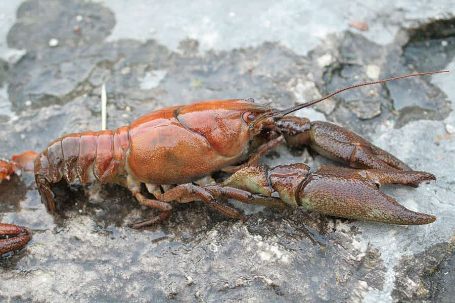 El Gobierno permite capturar cangrejos alóctonos en el tramo bajo del río Urederra