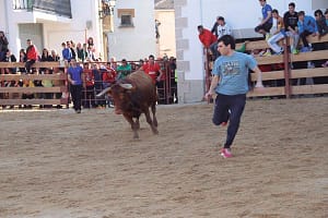 Tarde de vacas en las fiestas de San Veremundo de Villatuerta. Fotos: Luis Mañeru