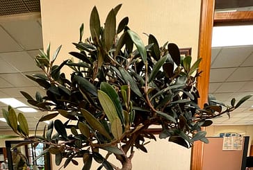 El Ayuntamiento de Estella-Lizarra recibe un bonsái de la Red de Juderías como recuerdo a sus raíces sefardíes