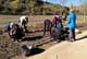 Plantación participativa en el trazado de la senda ciclable a Villatuerta